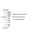 SRPX Antibody