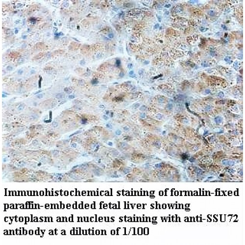 SSU72 Antibody