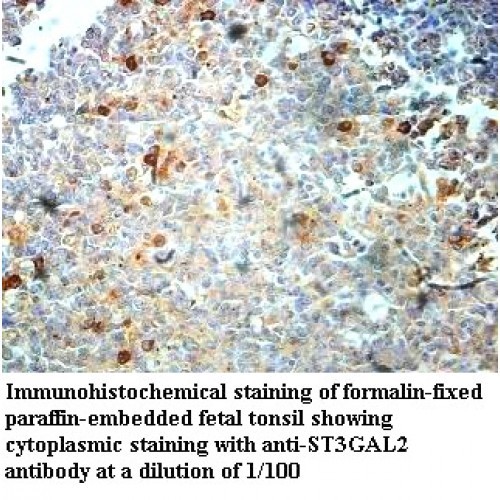 ST3GAL2 Antibody