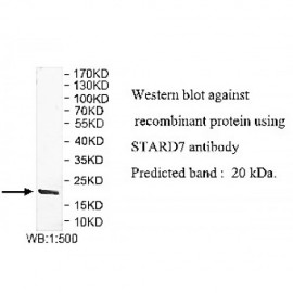 STARD7 Antibody
