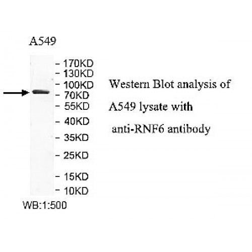 RNF6 Antibody