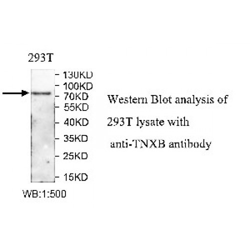 TNXB Antibody