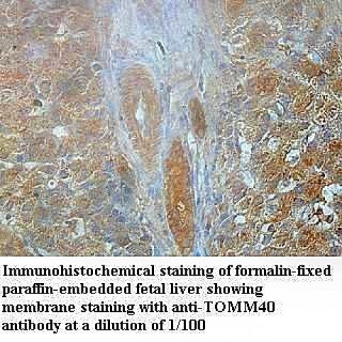 TOMM40 Antibody