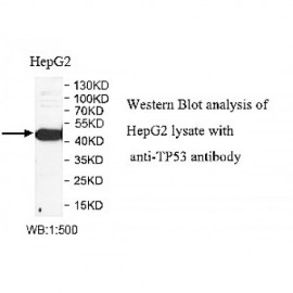 TP53 Antibody