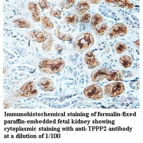 TPPP2 Antibody