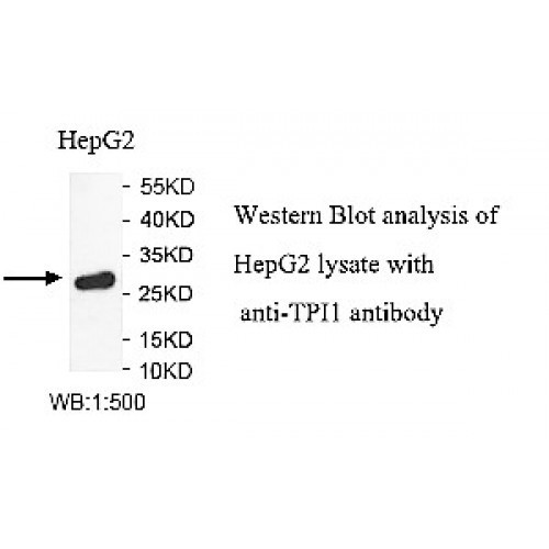 TPI1 Antibody