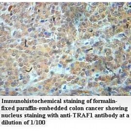 TRAF1 Antibody