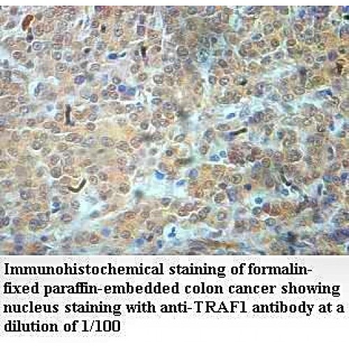 TRAF1 Antibody