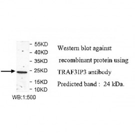 TRAF3IP3 Antibody