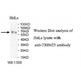 TRIM23 Antibody