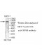 COPB1 Antibody