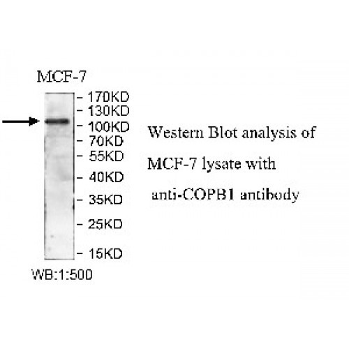 COPB1 Antibody