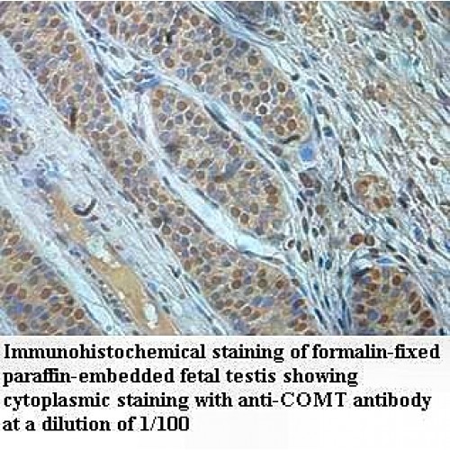 COMT Antibody