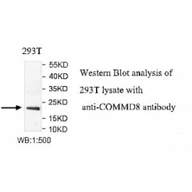 COMMD8 Antibody