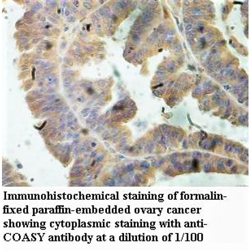 COASY Antibody