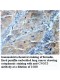 CNOT3 Antibody