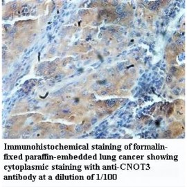 CNOT3 Antibody
