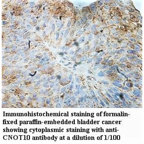 CNOT10 Antibody