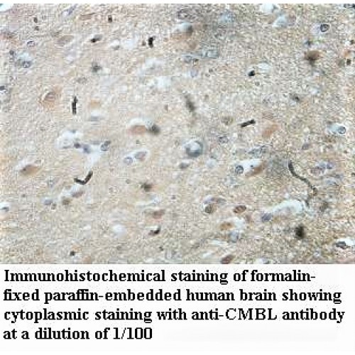 CMBL Antibody