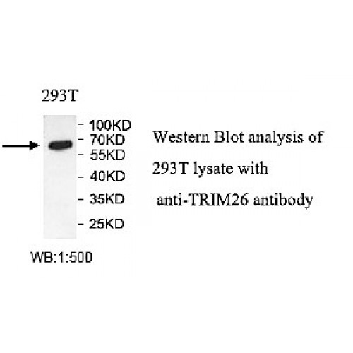 TRIM26 Antibody