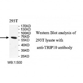 TRIP10 Antibody