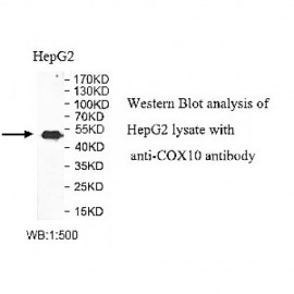 COX10 Antibody