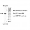 COX10 Antibody
