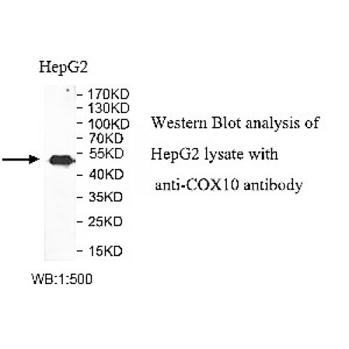 COX10 Antibody