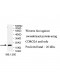 CORO2A Antibody
