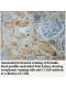 COQ9 Antibody