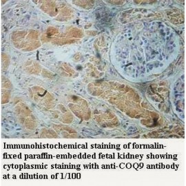 COQ9 Antibody