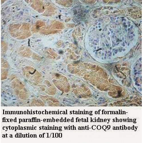 COQ9 Antibody