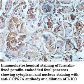 COPS7A Antibody