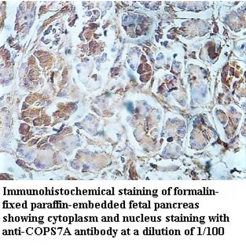 COPS7A Antibody