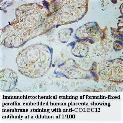 COLEC12 Antibody