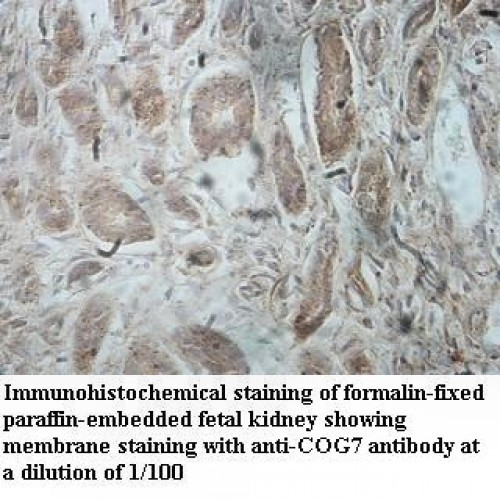 COG7 Antibody