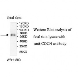 COCH Antibody