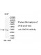 CNOT8 Antibody