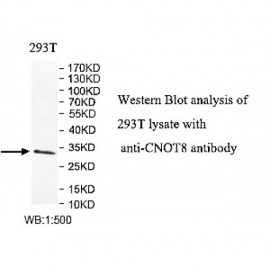 CNOT8 Antibody