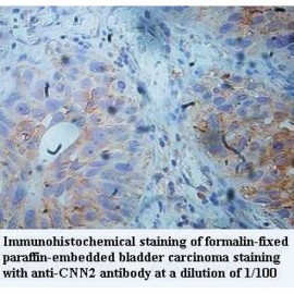 CNN2 Antibody