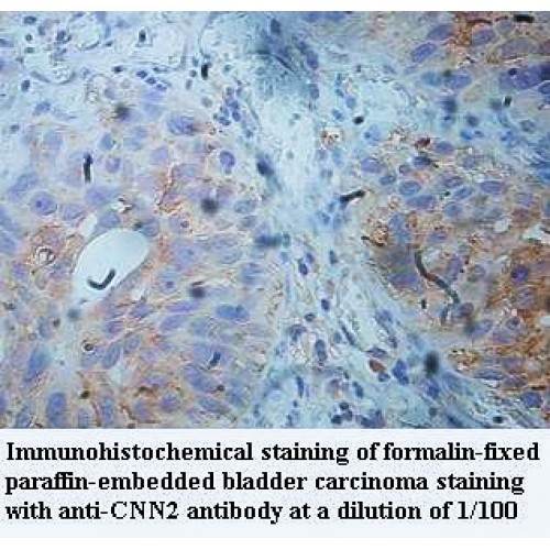 CNN2 Antibody