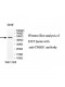 CNBD1 Antibody