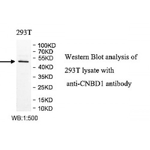 CNBD1 Antibody