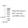 CMPK1 Antibody