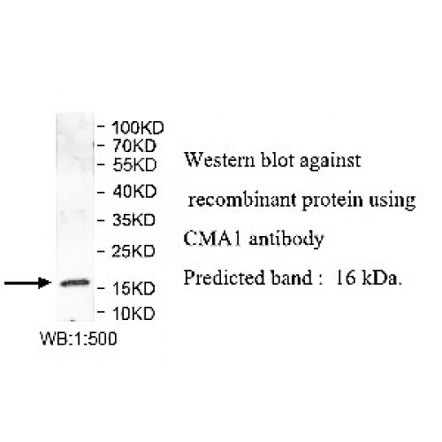 CMA1 Antibody