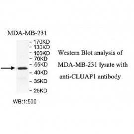 CLUAP1 Antibody