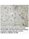 CLSTN3 Antibody