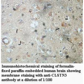 CLSTN3 Antibody