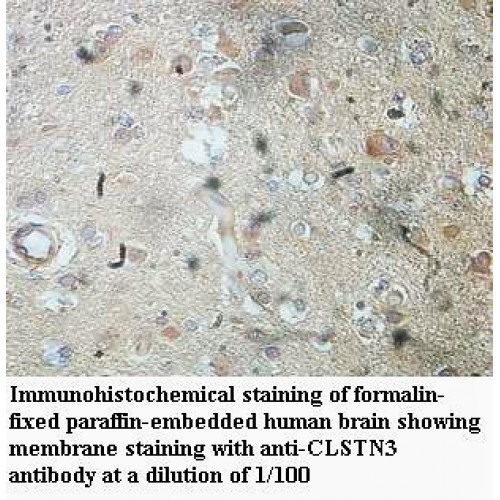 CLSTN3 Antibody
