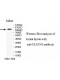 CLSTN3 Antibody